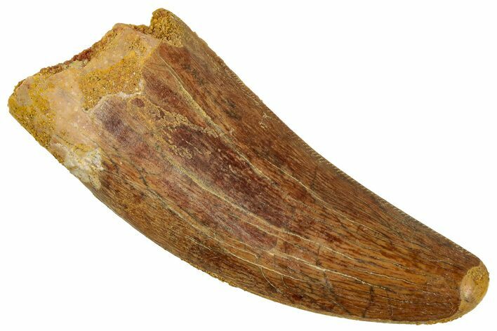 Serrated, Carcharodontosaurus Tooth - Real Dinosaur Tooth #329904